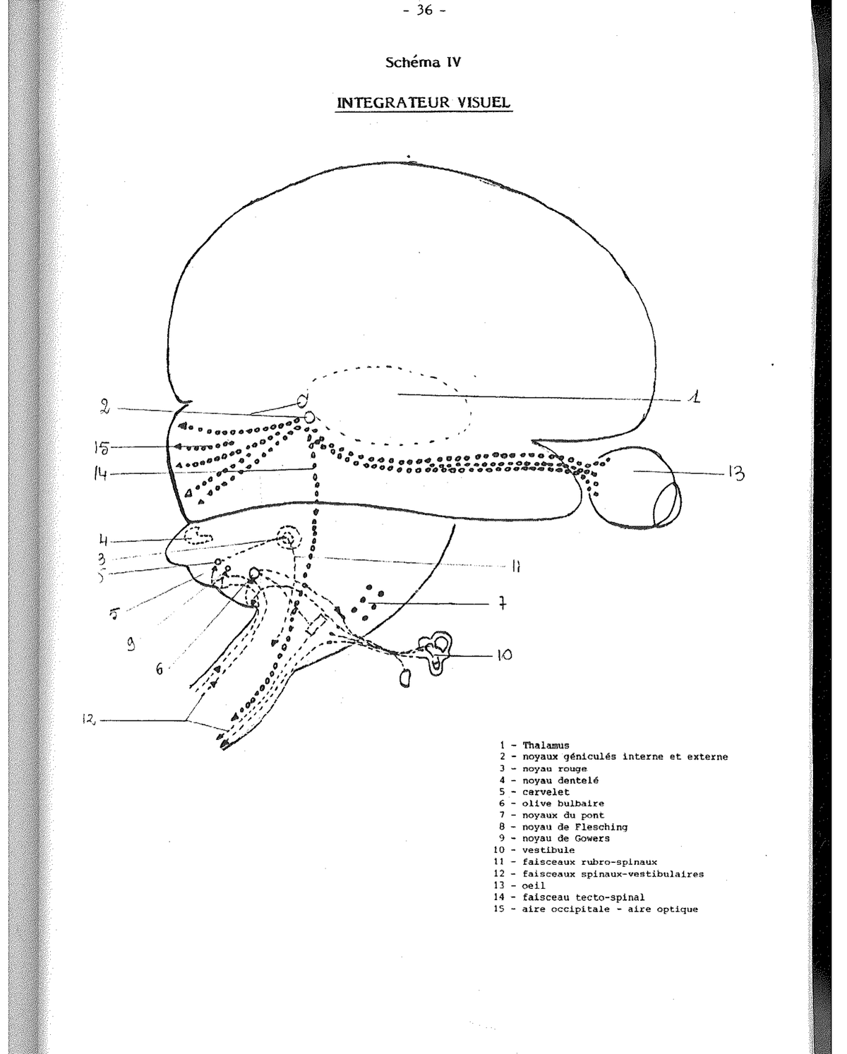Schemi VIII e IX — Evocazioni simboliche dell’albero e della cavità