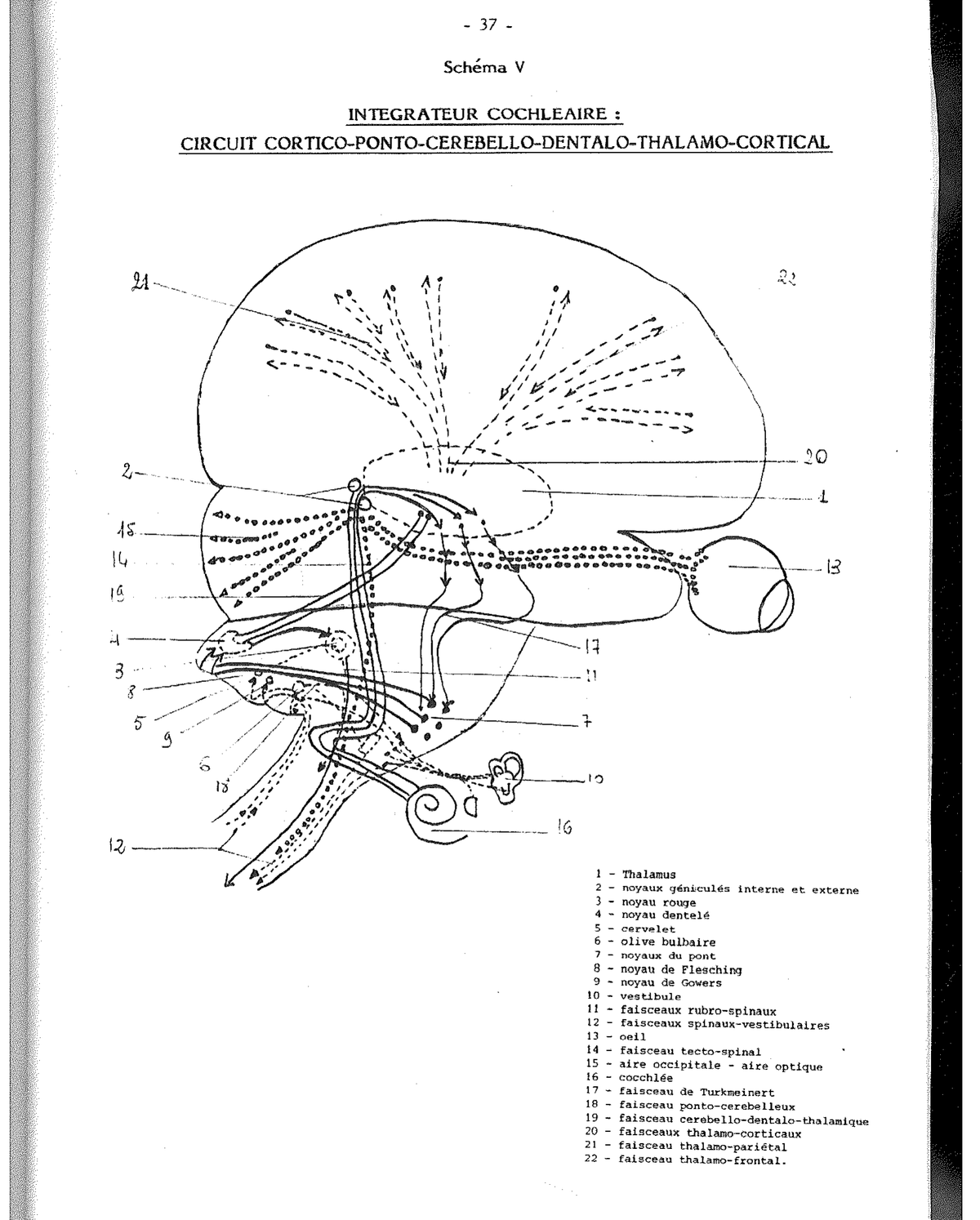 Schema X — Evoluzione del disegno dell’albero