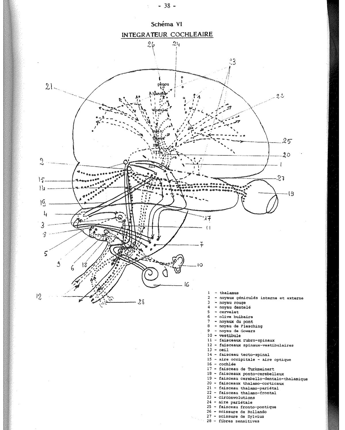 Schema XI — Evoluzione del disegno della casa
