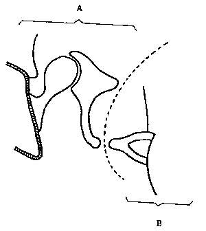 Schéma anatomique de l'oreille — segments A et B
