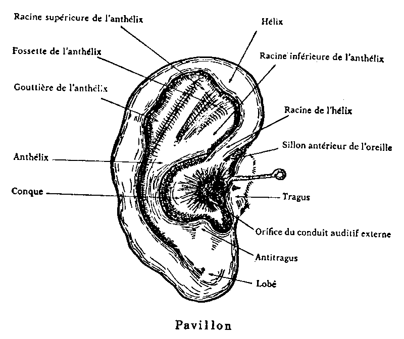 Pavillon de l'oreille (anthélix, hélix, conque, tragus, antitragus, lobe)