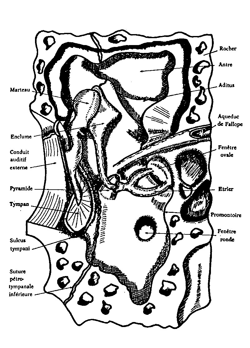 Coupe de l'oreille moyenne — Marteau, Enclume, Étrier, Tympan, Fenêtre ovale, Aqueduc de Fallope