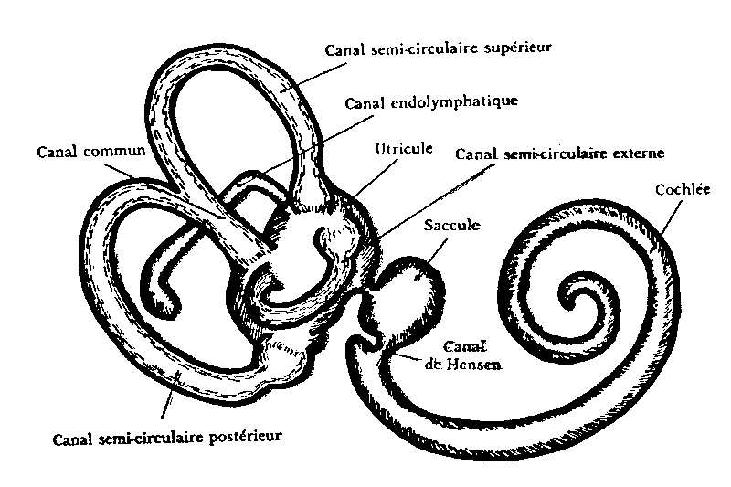 Labyrinthe et cochlée — canaux semi-circulaires, utricule, saccule