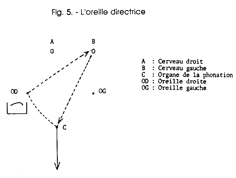 Fig. 5 — L'oreille directrice