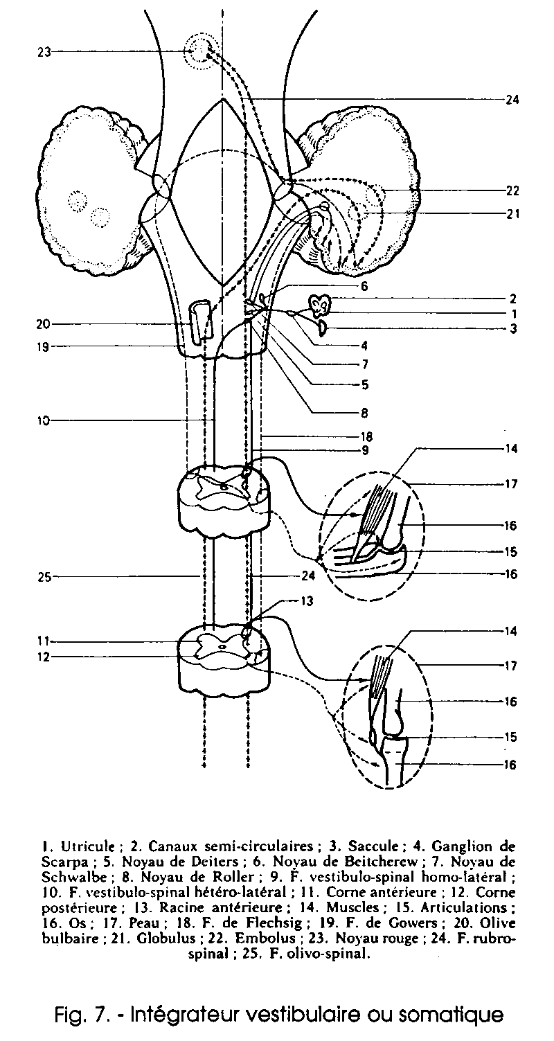 Fig. 7 — Intégrateur vestibulaire ou somatique