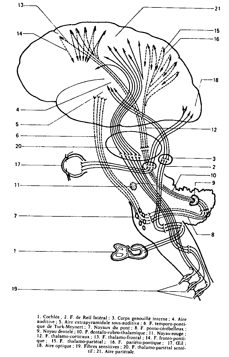 Cerveau — cheminements neuronaux extrapyramidaux et thalamo-corticaux (légende intégrée 1–21)